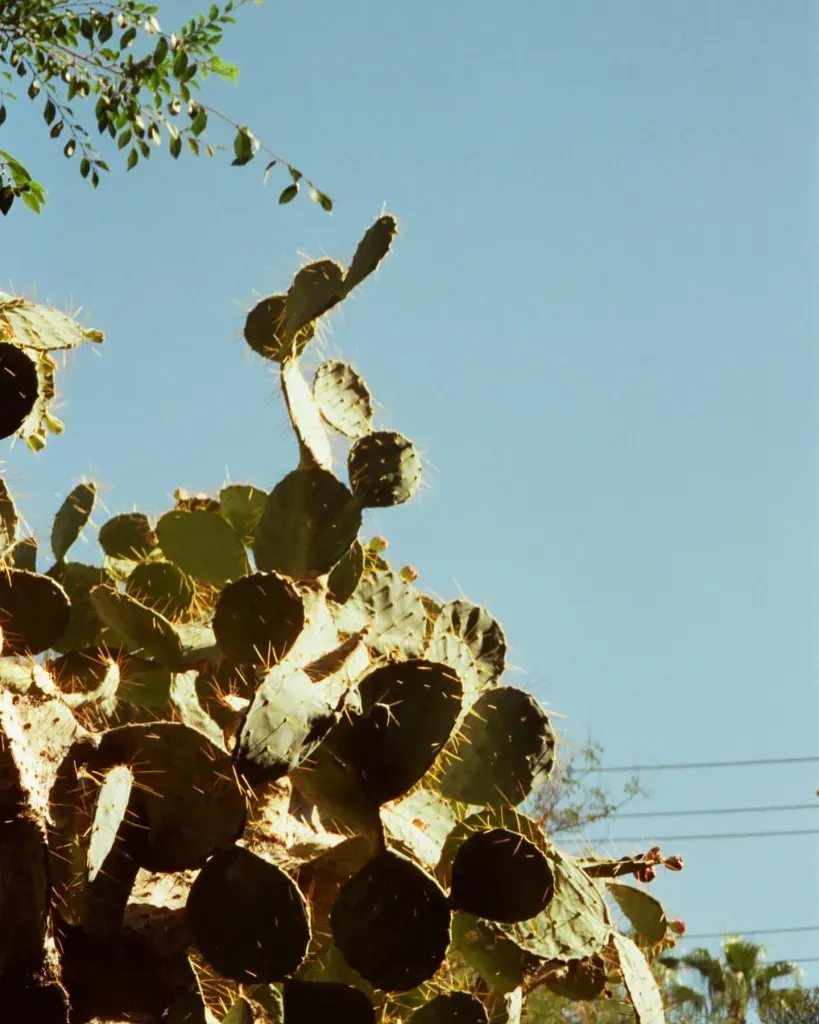 Canon Sure Shot 85 photo
