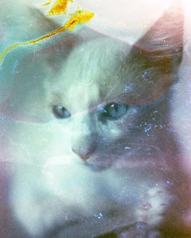 film soup photo