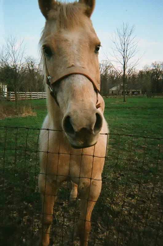 Kodak FunSaver Sample