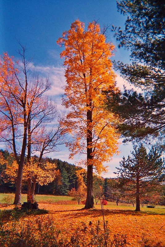 Kodak FunSaver Sample