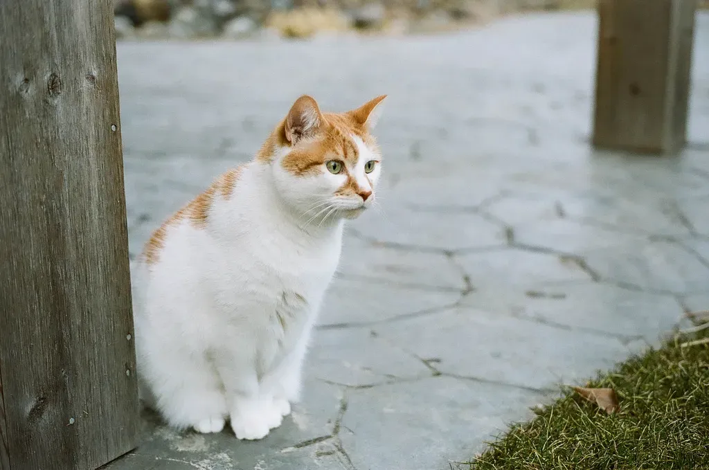 Minolta X-700 sample photo
