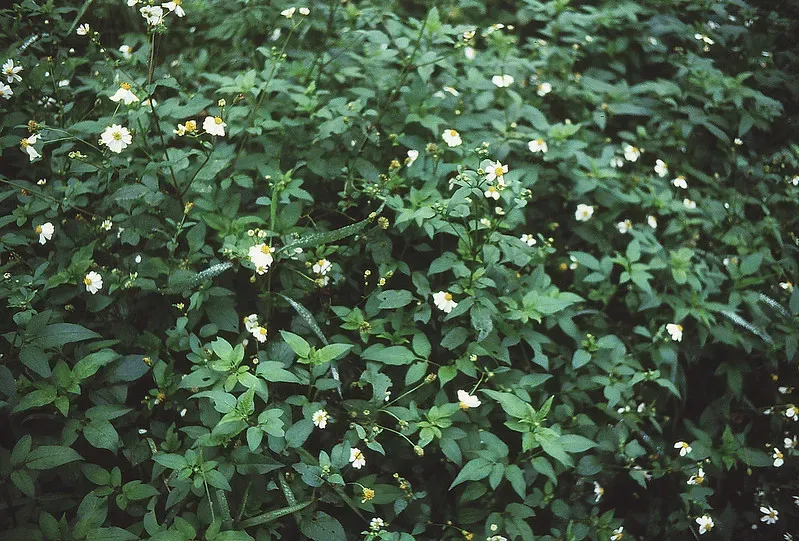 Minox 35 ML sharpness