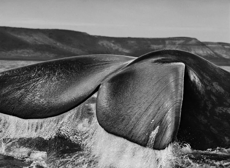 salgado photo argentina