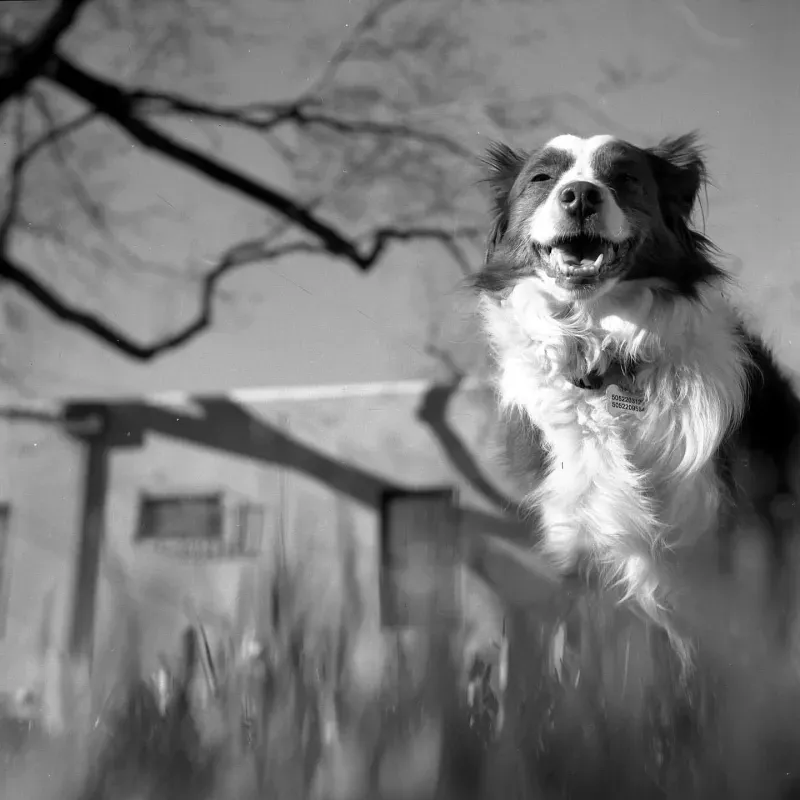 Yashica LM Photo