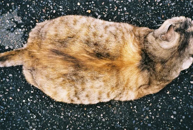 Konica Big Mini F sample photo