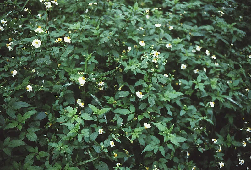 Minox 35 ML sharpness