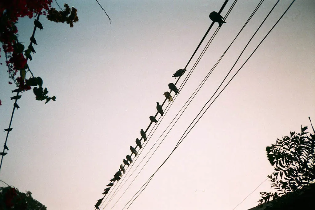 Nikon EF300 (Nice Touch 4) photo test