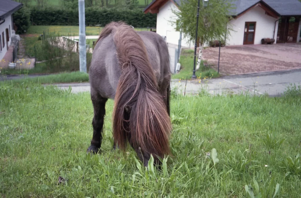 olympus ace e sample shot