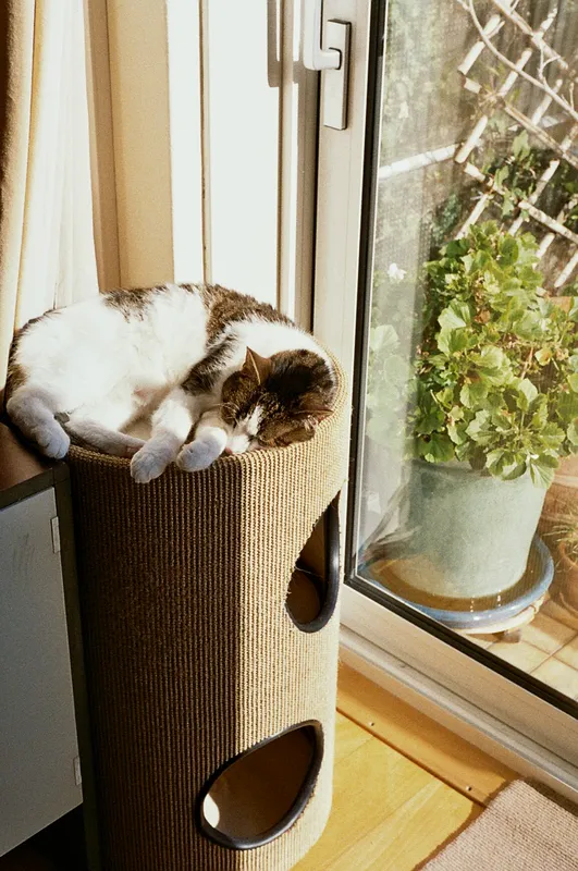 Olympus Pen-D sample shot