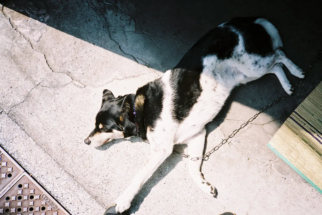 Olympus XA sample photo