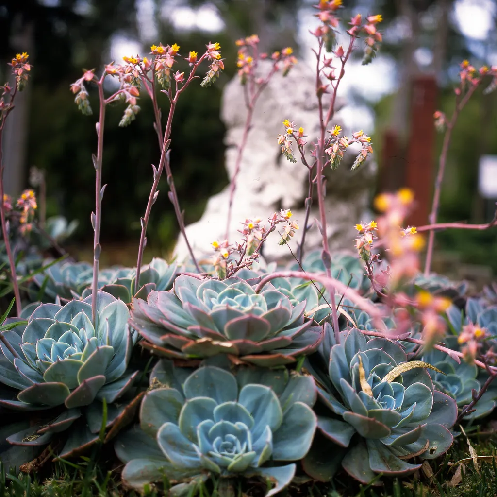 Rolleiflex 2.8F sample photo