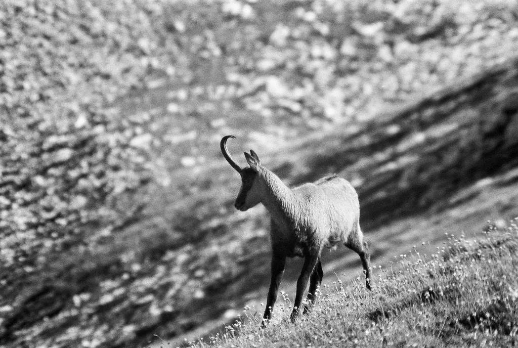 Yashica FX-3 sample photo